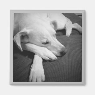 Aimant Photo en noir et blanc d'un beau chien dormant
