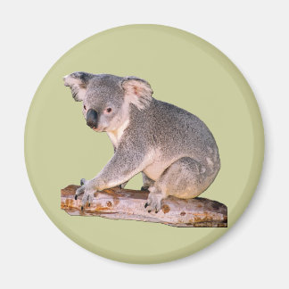 Aimant Photo Koala
