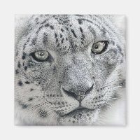 Photo léopard de neige blanc exotique