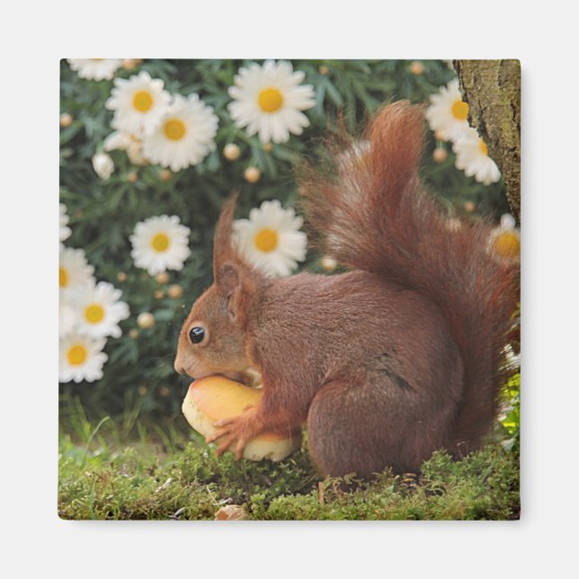 Aimant photo mignon écureuil rouge et marguerites (Devant)