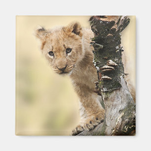Aimant Photo mignonne d'un lionceau grimpant à un arbre