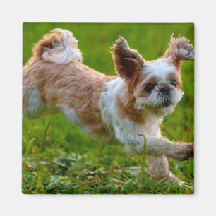 Aimant Photo mignonne tournant Chien Shih Tzu