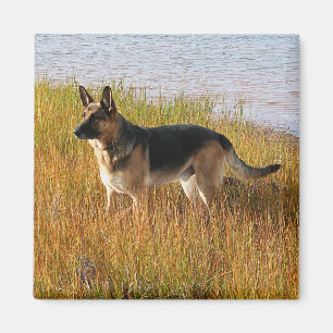 Aimant Photo multipliée pure de berger allemand sur