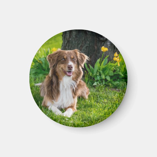 Aimant Photo personnalisée pour animal de compagnie (Devant)