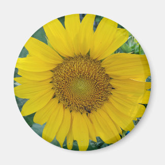 Aimant Photo tournesol