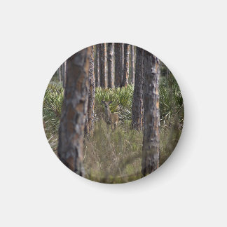 Aimant photo Whitetail Buck