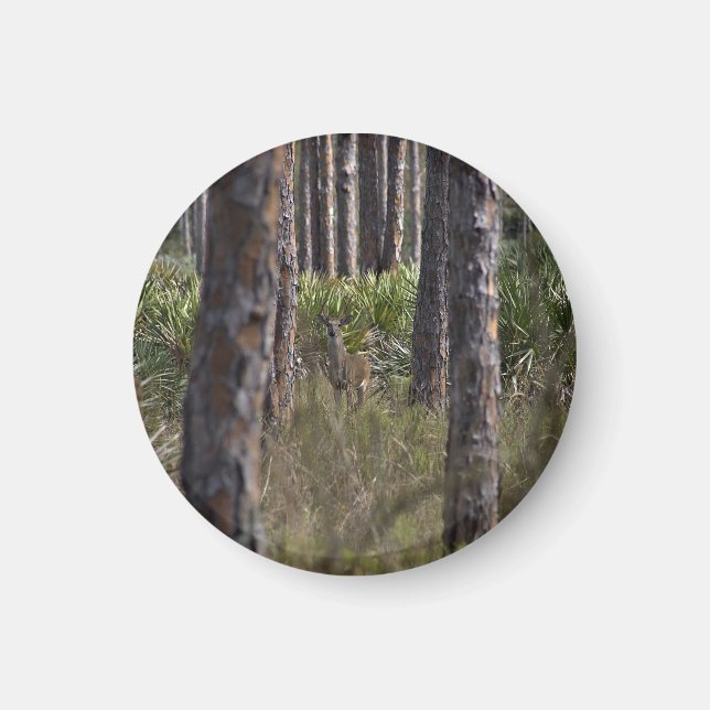 Aimant photo Whitetail Buck (Devant)