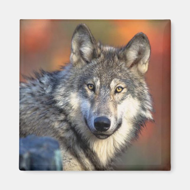 Aimant Photo Wolf (Devant)
