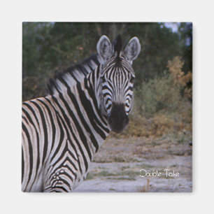 Aimant Photo Zebra Double Take