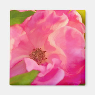 Aimant Photographie Abstraite de la floraison de rose