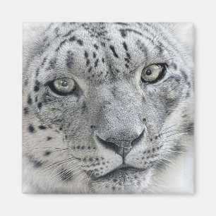 Aimant Photographie blanche exotique de léopard de neige
