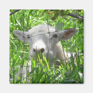 Aimant Photographie d'animaux de la ferme de chèvres blan