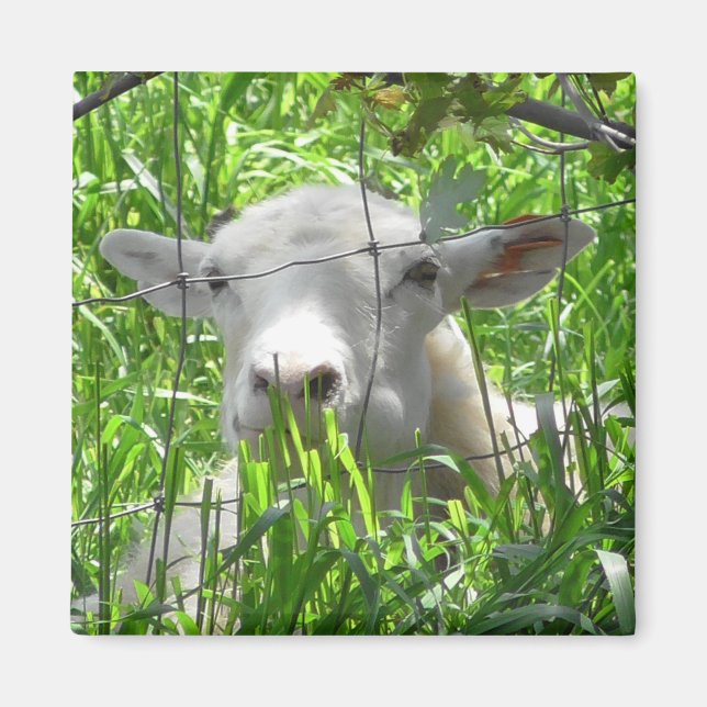 Aimant Photographie d'animaux de la ferme de chèvres blan (Devant)