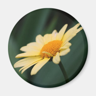 Aimant Photographie de fleur de marguerite glorieuse