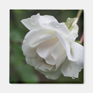 Aimant Photographie de fleur de rose blanche