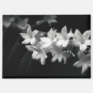 Aimant Photographie de fleurs de jasmin noir et blanc