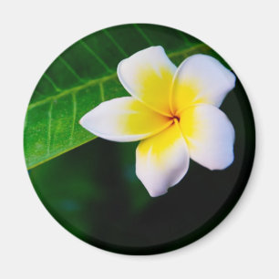 Aimant Photographie de fleurs de plumeria