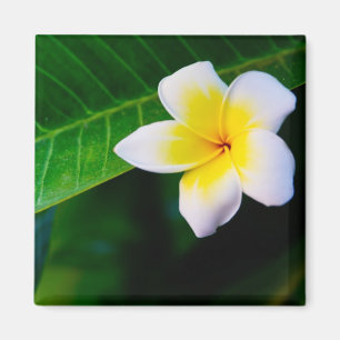 Aimant Photographie de fleurs de plumeria