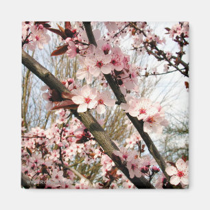 Aimant Photographie de fleurs de prune de ressort