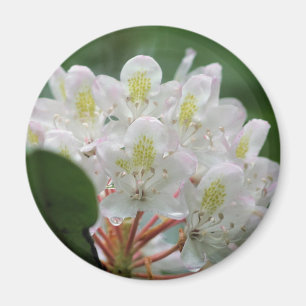 Aimant Photographie de jolie fleur d'azalée blanche