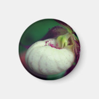 Photographie de la Fleur de la Dame Blanche