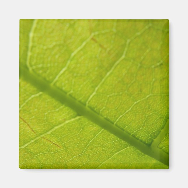 Aimant Photographie de la nature à feuilles vertes (Devant)
