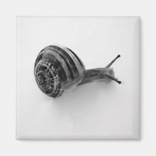 Aimant Photographie de la nature d'un escargot de jardin