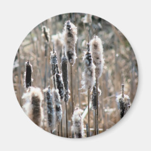 Aimant Photographie de la nature : massettes fanées