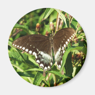 Aimant Photographie de papillon Papilio noir dans la natu