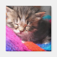 Photographie de petit chaton nouveau-né endormi do