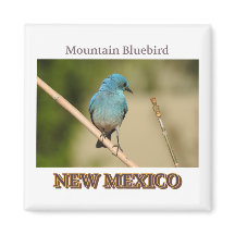 Photographie d'oiseau bleu du Nouveau-Mexique