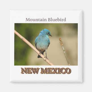 Aimant Photographie d'oiseau bleu du Nouveau-Mexique