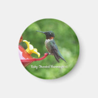 Photographie d'oiseau Colibri à gorge rubis