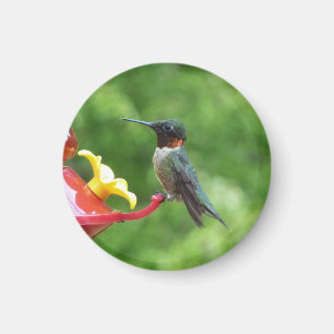 Aimant Photographie d'oiseau Colibri à gorge rubis