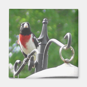 Aimant Photographie d'oiseau de Grosbeaks à poitrine rose