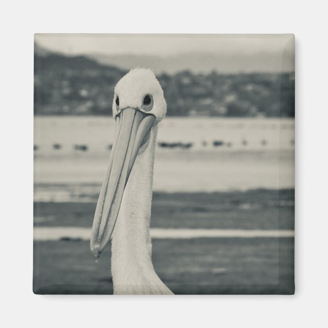 Aimant Photographie du pélican noir et blanc (Devant)