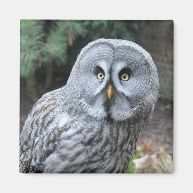 Aimant Photographie du portrait d'hibou (Devant)