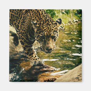 Aimant Photographie d'un léopard traversant un ruisseau