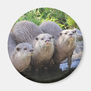 Aimant Photographie mignonne de faune de trois loutres