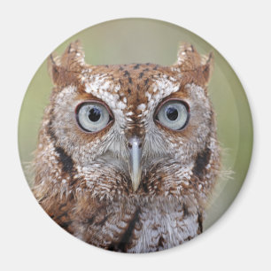 Aimant Photographie orientale de hibou de cri strident
