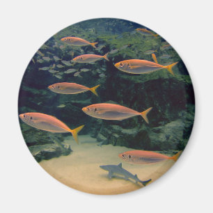 Aimant Photos de poisson rose sous l'eau