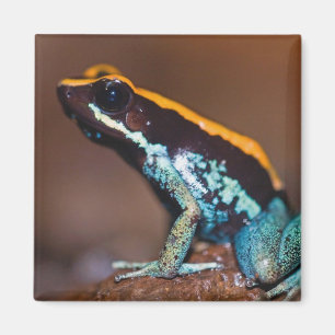 Aimant Phyllobates vittatus, une grenouille à flèche empo