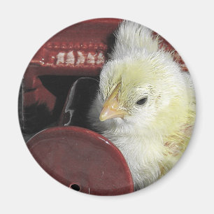 Aimant Piano Chick Vintage Look