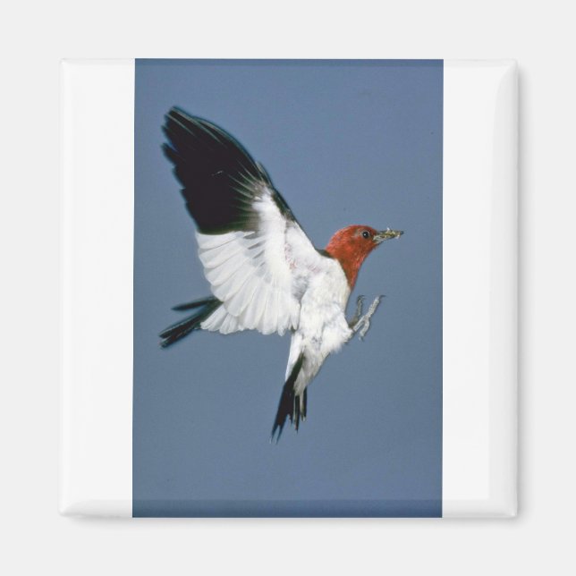 Aimant Pic à tête rouge en vol (Devant)