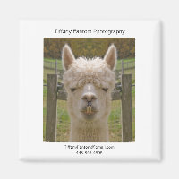 Pièce Promo Alpaca