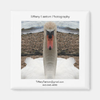 Aimant Pièce Promo de cygne