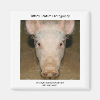 Aimant Pièce Promo de porc