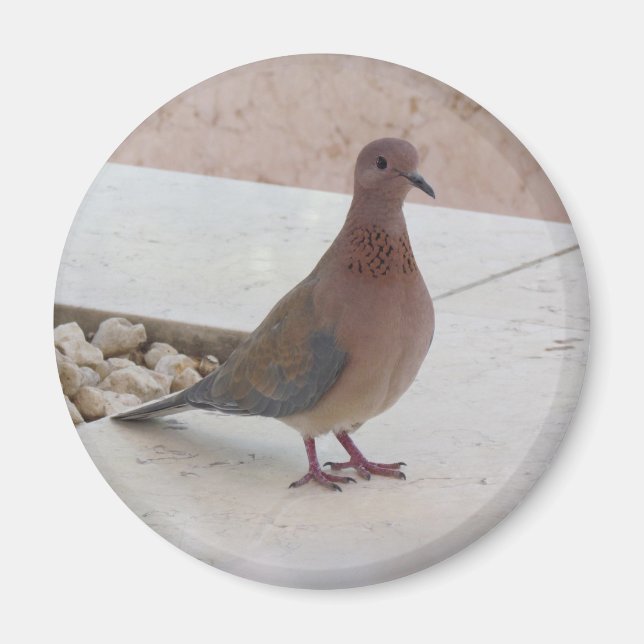 Aimant pigeon (Devant)