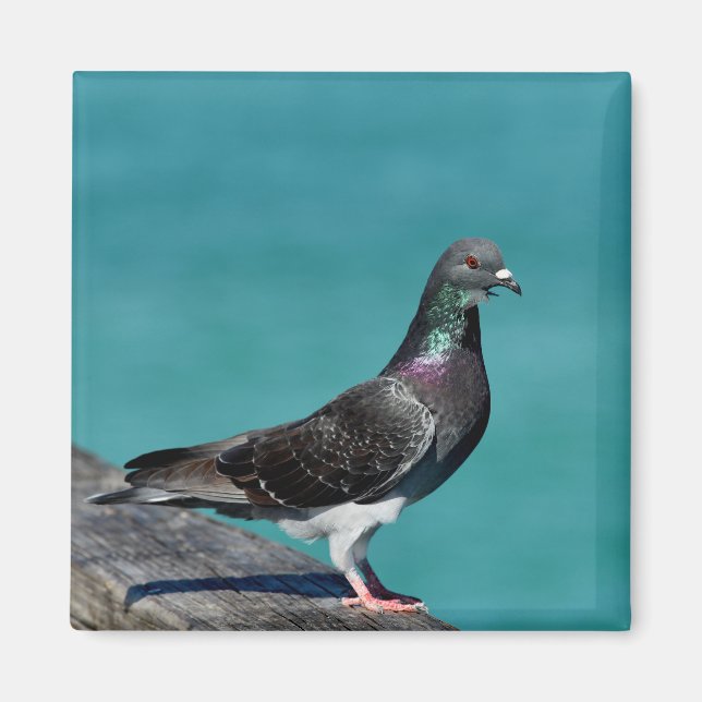 Aimant Pigeon (Devant)
