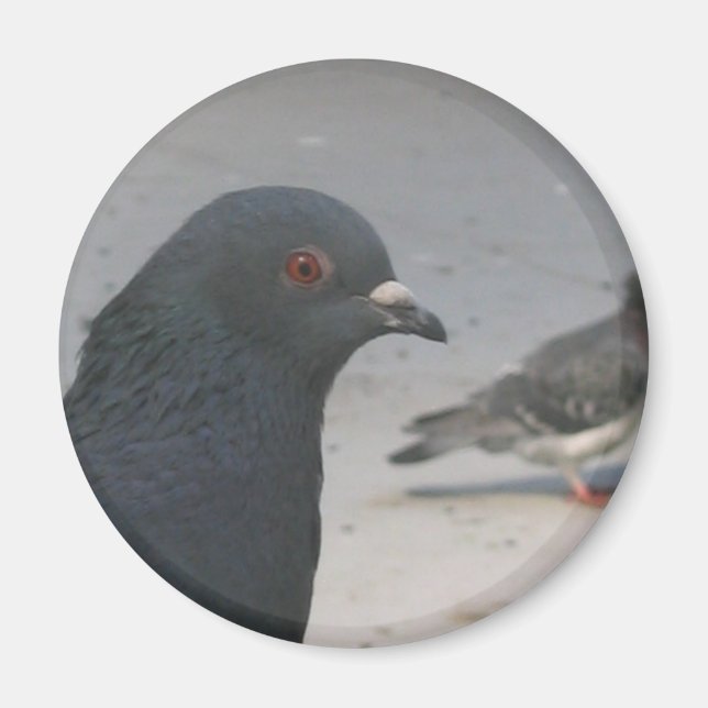 Aimant Pigeon (Devant)